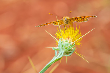 knapweed fritillary, Melitaea phoebe, butterfly resting and pollinating
