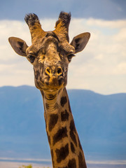 Naklejka premium Giraffe in the wild