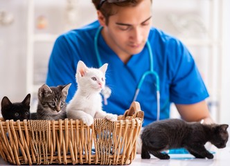 Vet doctor examining kittens in animal hospital
