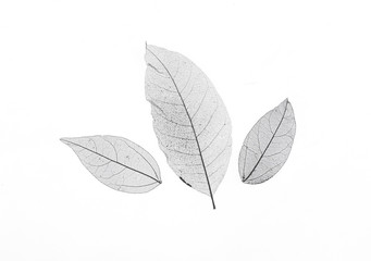 black transparent leaves isolated on white background