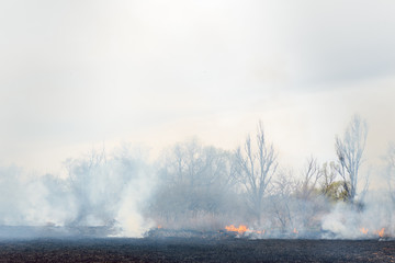 Raging forest spring fires. Burning dry grass, reed along lake. Grass is burning in meadow. Ecological catastrophy. Fire and smoke destroy all life. Firefighters extinguish Big fire. Lot of smoke