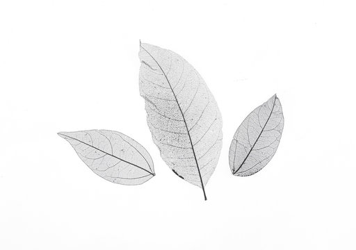 Black Transparent Leaves Isolated On White Background