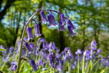 Close up of wild bluebells in abundance in spring, photographed at Old Park Wood nature reserve, Harefield, Hillingdon UK. The woods is an ancient woodland and is a site of Special Scientific Interest