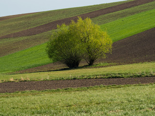 Countryside spring landscape of plowed fields. Green grass and trees. Ponidzie. Poland