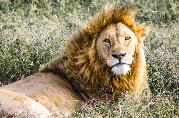 Portrait of large adult lion 