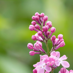 Purple lilac buds on a green leaves background