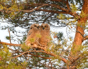 Two Great Horned Owlets Sitting Side by Side on a Pine Tree Branch  