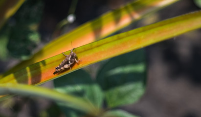 Grasshopper on pineapple leaf