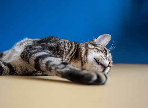 Studio shot portrait of a cat on a blue and yellow background