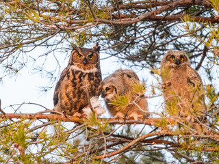 Female Great Horned Owl  and Two Great Horned Owlets Sitting on a Pine Tree Branch in Early Morning Light