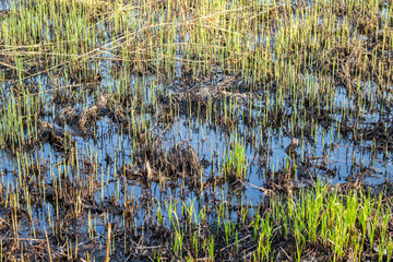 Spring shoots of grass in the swamp