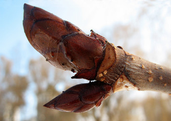 The apical bud at the end of the tree shoot, covered with a transparent crust of ice