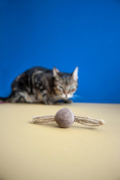 Studio shot portrait of a cat on a blue and yellow background