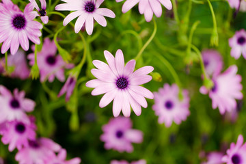 spring flowers background. trees blooming in spring.
