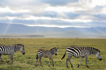 Fototapeta na wymiar Zebras in beautiful Serengeti setting, Tanzania- Africa