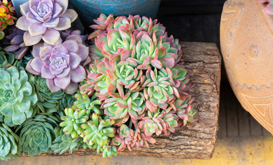 Miniature succulent plants in a planter