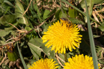 A honeybee sitting on a blossom covert in pollen. 