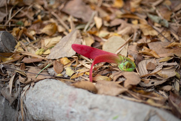 science name is Dipterocarpus obtusifolius Teijsmon the brown dry leaf.