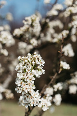 White peach blossom in spring for background or copy space for text. Abstract spring seasonal background with white flowers. 