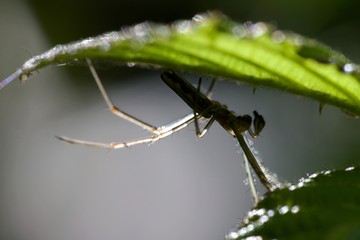 Araignée