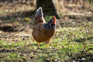 Freilaufende Hühner