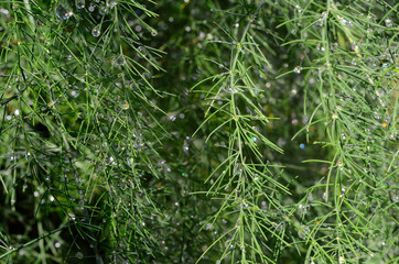 green asparagus branches with water drops
