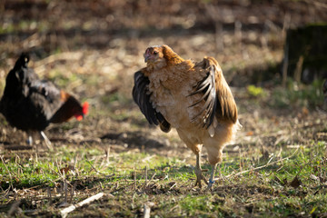 Freilaufende Hühner