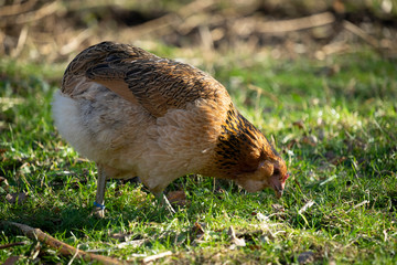 Freilaufende Hühner