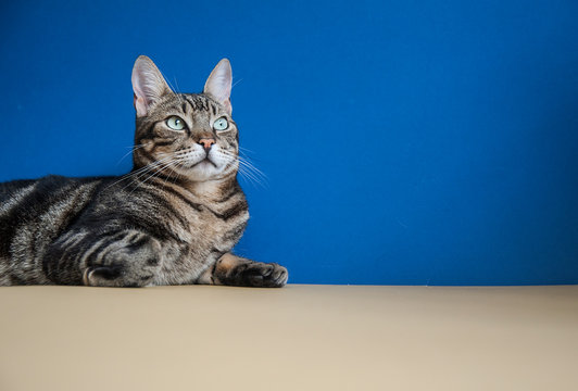 Studio shot portrait of a cat sitting on a blue and yellow background