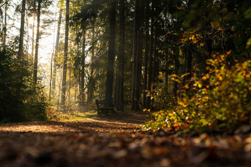 Obraz premium Sunbeams breaking through the trees of the dense forest in Upplands Väsby near Stockholm, Sweden. In the middle of the image there is a bench.