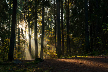 Sunbeams breaking through the trees of the dense forest in Upplands Väsby near Stockholm, Sweden.