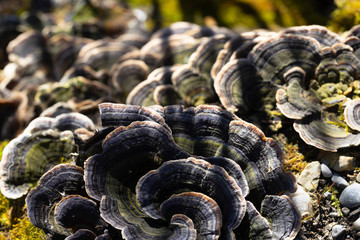 Baumpilz an Baumstumpf