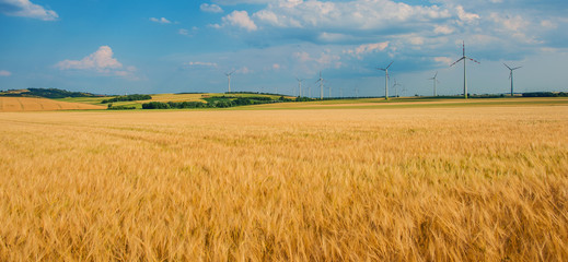 Wheat Farm With WInd Mills.