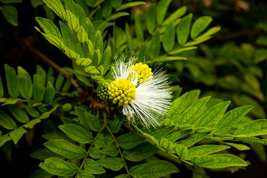 Caliandra , plumerillo