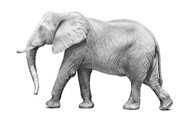 Fototapeta na wymiar African elephant illustration or hand drawn sketch of adult elephant walking in side view pose isolated on white background. Detailed wrinkled skin, big ears and trunk. African wildlife or zoo animal