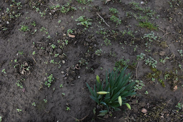 Young leaves and buds of daffodils