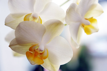 Orchideen (2)