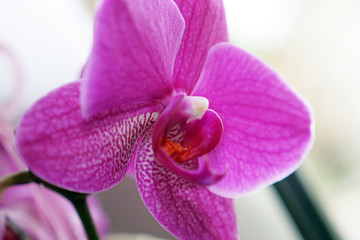 Orchideen (3)