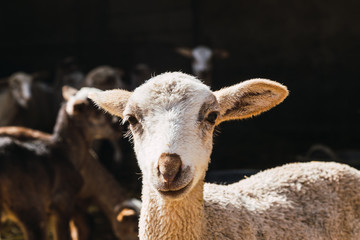 Obraz premium Lamb portrait in a farm