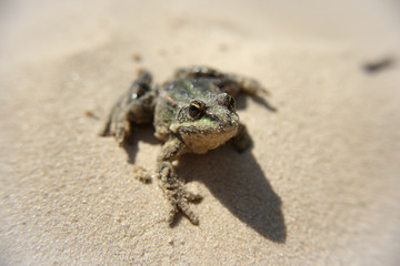 frog, ugly, sand, river, lake, beach, slimy, summer, spring, wet, little, animal image, tree, detail, closeup, environment, reptile, outdoors, nature photo, eyeball, eyes, cute, environmental