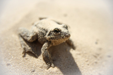 frog, ugly, sand, river, lake, beach, slimy, summer, spring, wet, little, animal image, tree, detail, closeup, environment, reptile, outdoors, nature photo, eyeball, eyes, cute, environmental