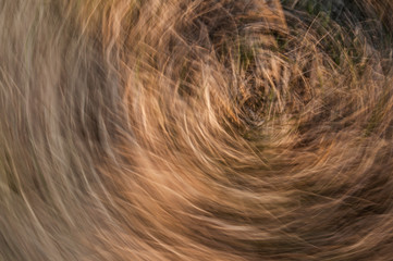 Fototapeta premium Abstract blurred grass rotation effect, long exposure camera rotation, view of autumn grass on the ground