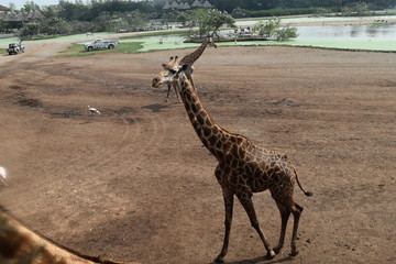 giraffe in the savannah