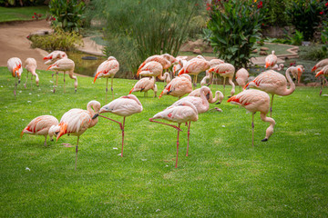 A flock of pink flamingos in a meadow in Loro Parque, Tenerife
