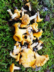 Fresh chanterelle mushrooms collected in the forest. Delicious forest mushrooms.