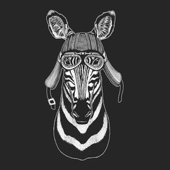 Zebra portrait. Head of wild animal.