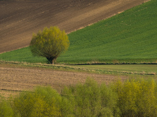 Countryside spring landscape of plowed fields. Green grass and trees. Ponidzie. Poland