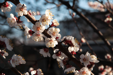 A branch of a flowering apricot. Fruit tree flowers against the sky.