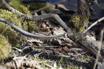 Ringelnatter in freier Wildnis in Nahaufnahme