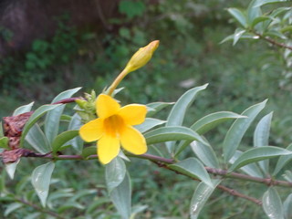 Obraz premium Beautiful Pictures/Images/Wallaper of Flowers